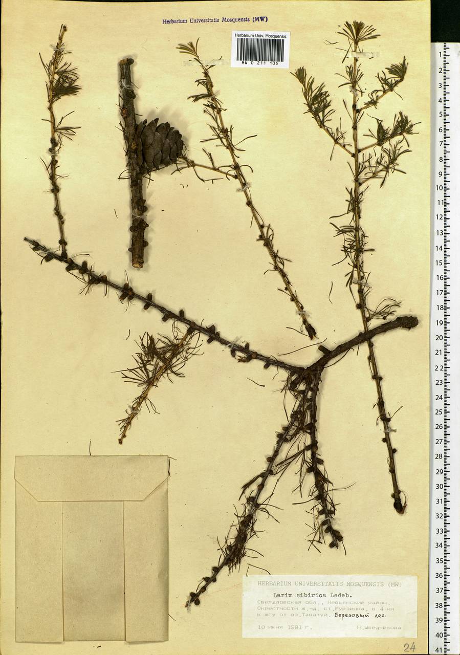 Larix sibirica Ledeb., Eastern Europe, Eastern region (E10) (Russia)