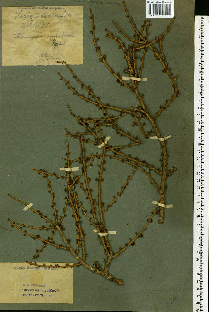 Larix sibirica Ledeb., Eastern Europe, Eastern region (E10) (Russia)