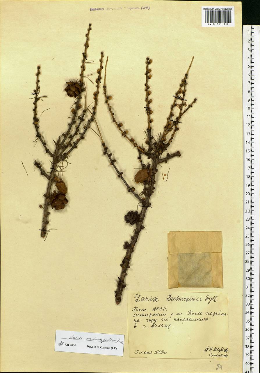 Larix sibirica Ledeb., Eastern Europe, Eastern region (E10) (Russia)