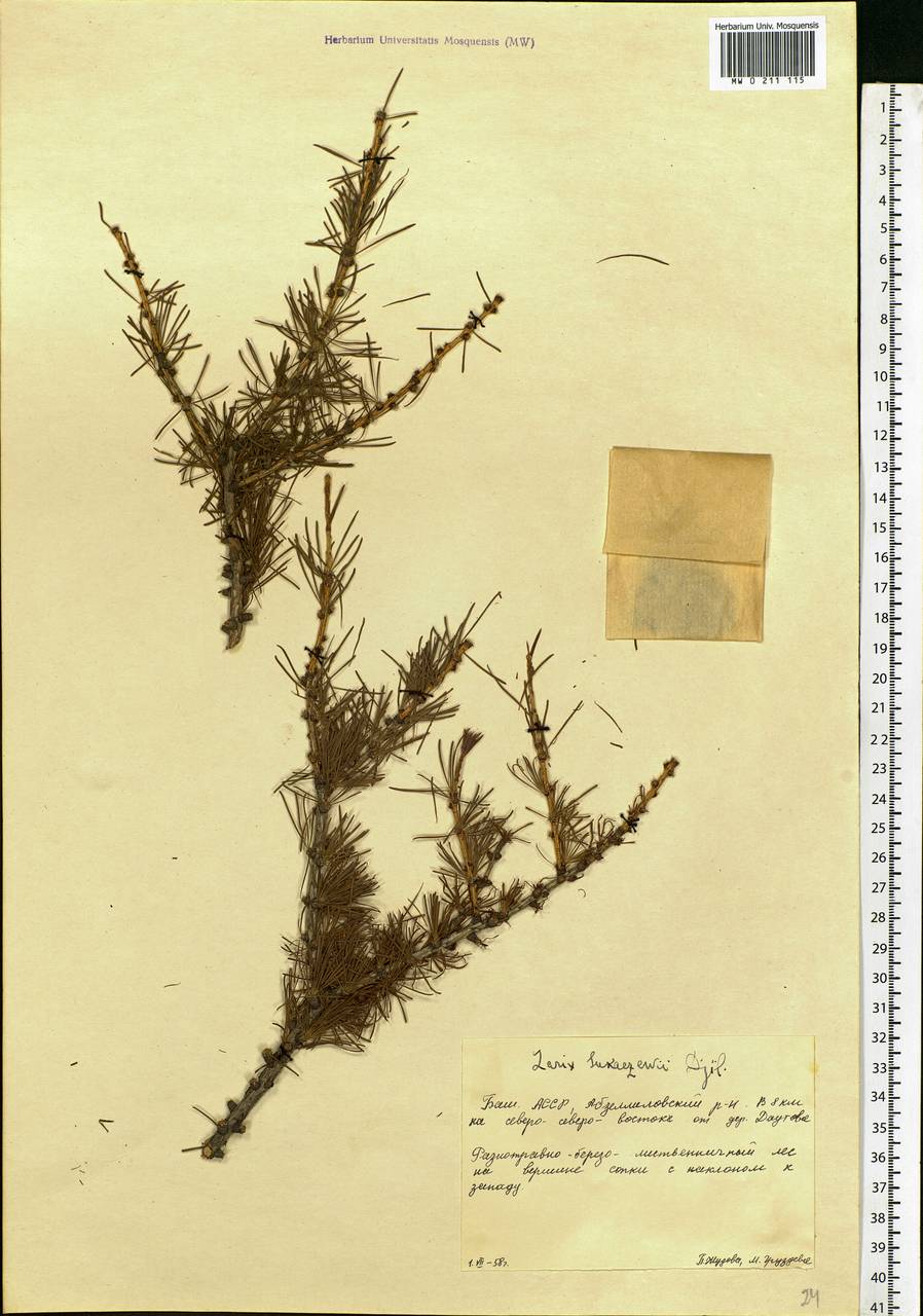 Larix sibirica Ledeb., Eastern Europe, Eastern region (E10) (Russia)