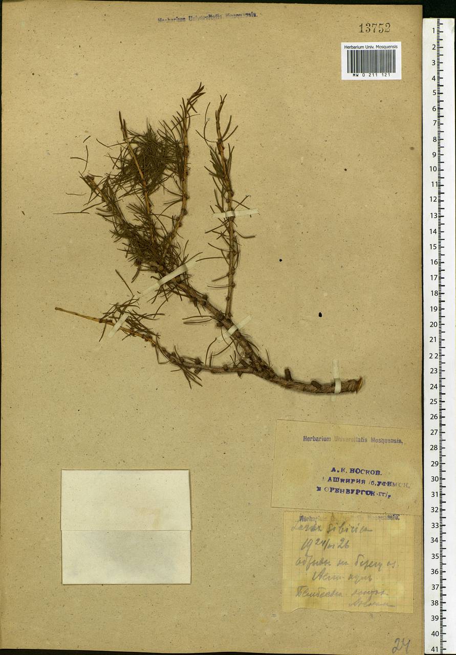 Larix sibirica Ledeb., Eastern Europe, Eastern region (E10) (Russia)