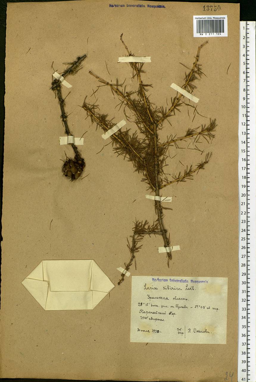 Larix sibirica Ledeb., Eastern Europe, Eastern region (E10) (Russia)