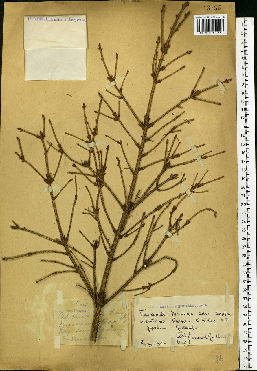 Picea, Eastern Europe, Eastern region (E10) (Russia)