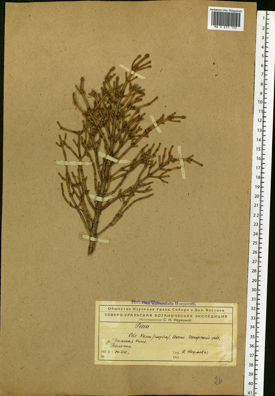 Picea, Eastern Europe, Northern region (E1) (Russia)