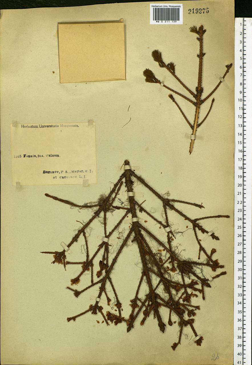 Picea abies (L.) H.Karst., Eastern Europe, Northern region (E1) (Russia)