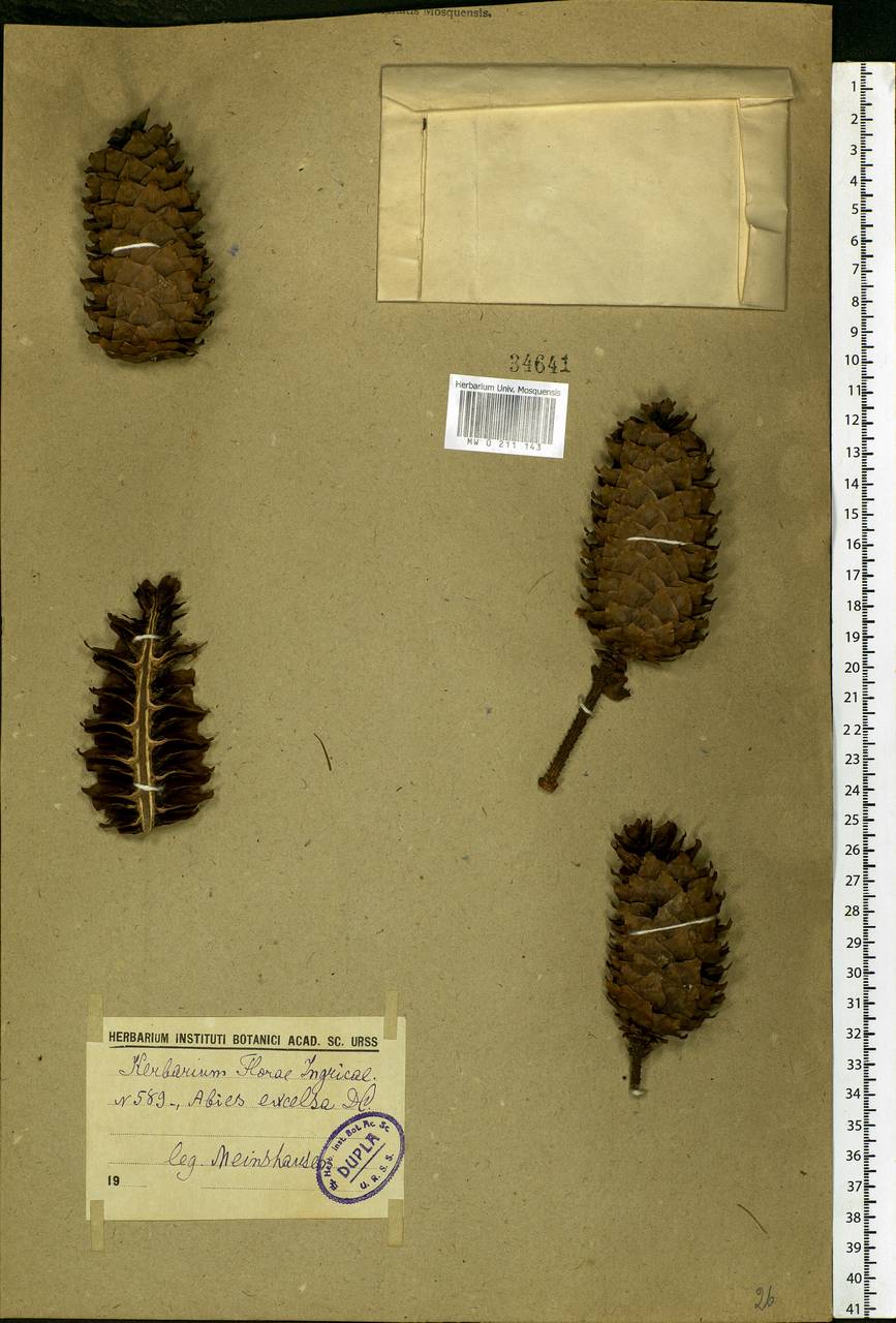 Picea abies (L.) H.Karst., Eastern Europe, North-Western region (E2) (Russia)