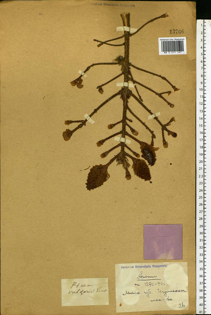 Picea abies (L.) H. Karst., Eastern Europe, Belarus (E3a) (Belarus)