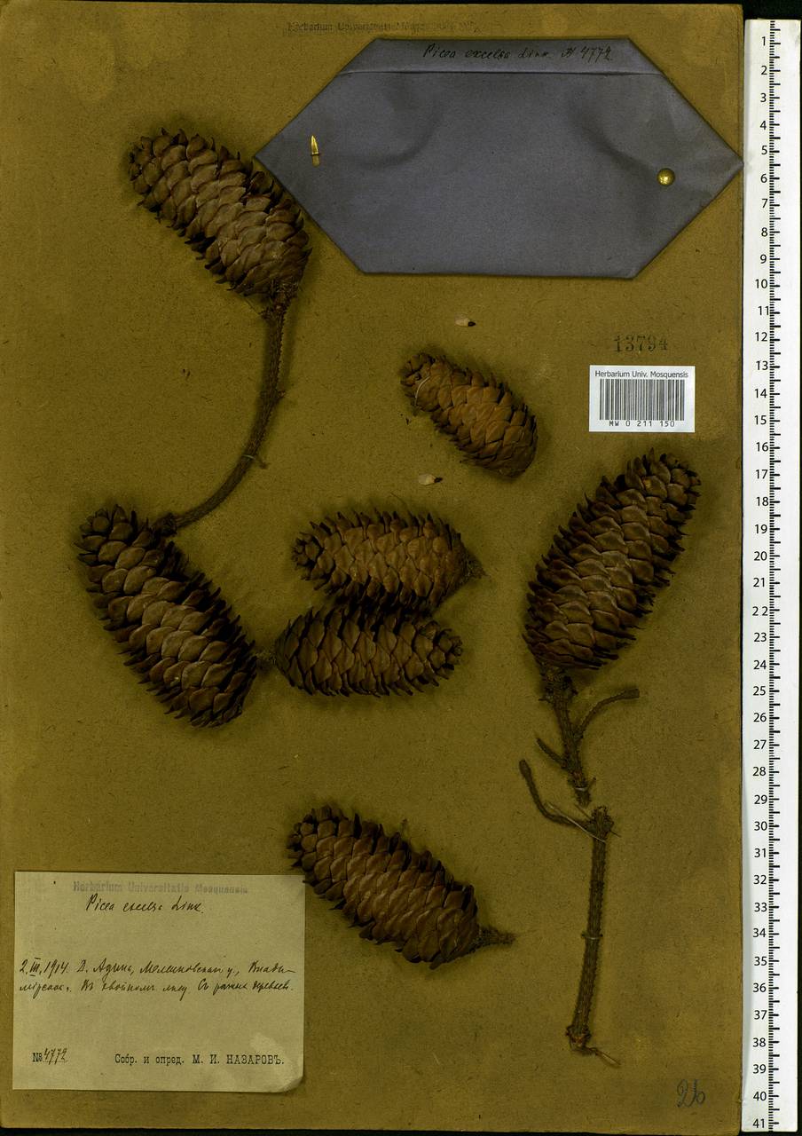 Picea abies (L.) H.Karst., Eastern Europe, Central region (E4) (Russia)