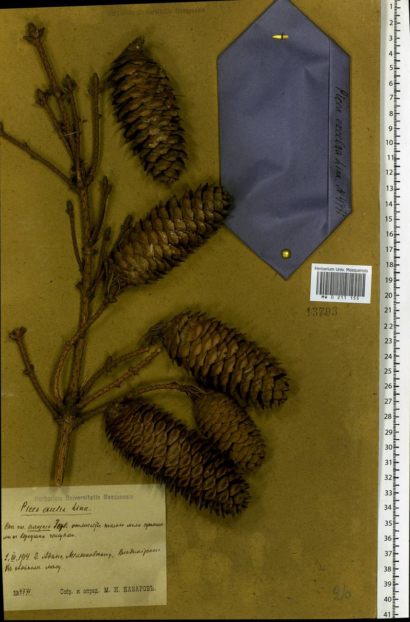 Picea abies (L.) H.Karst., Eastern Europe, Central region (E4) (Russia)