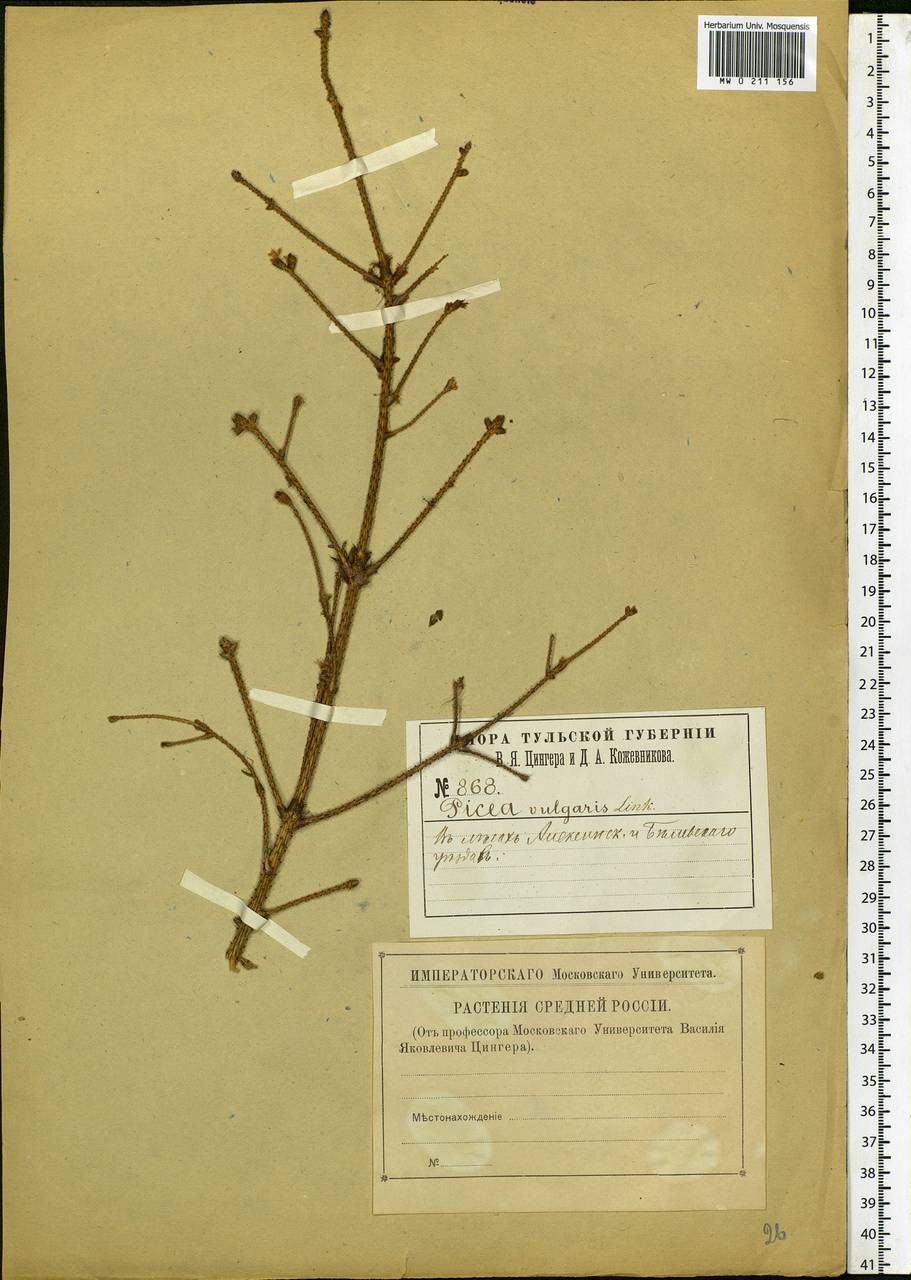 Picea abies (L.) H.Karst., Eastern Europe, Central region (E4) (Russia)