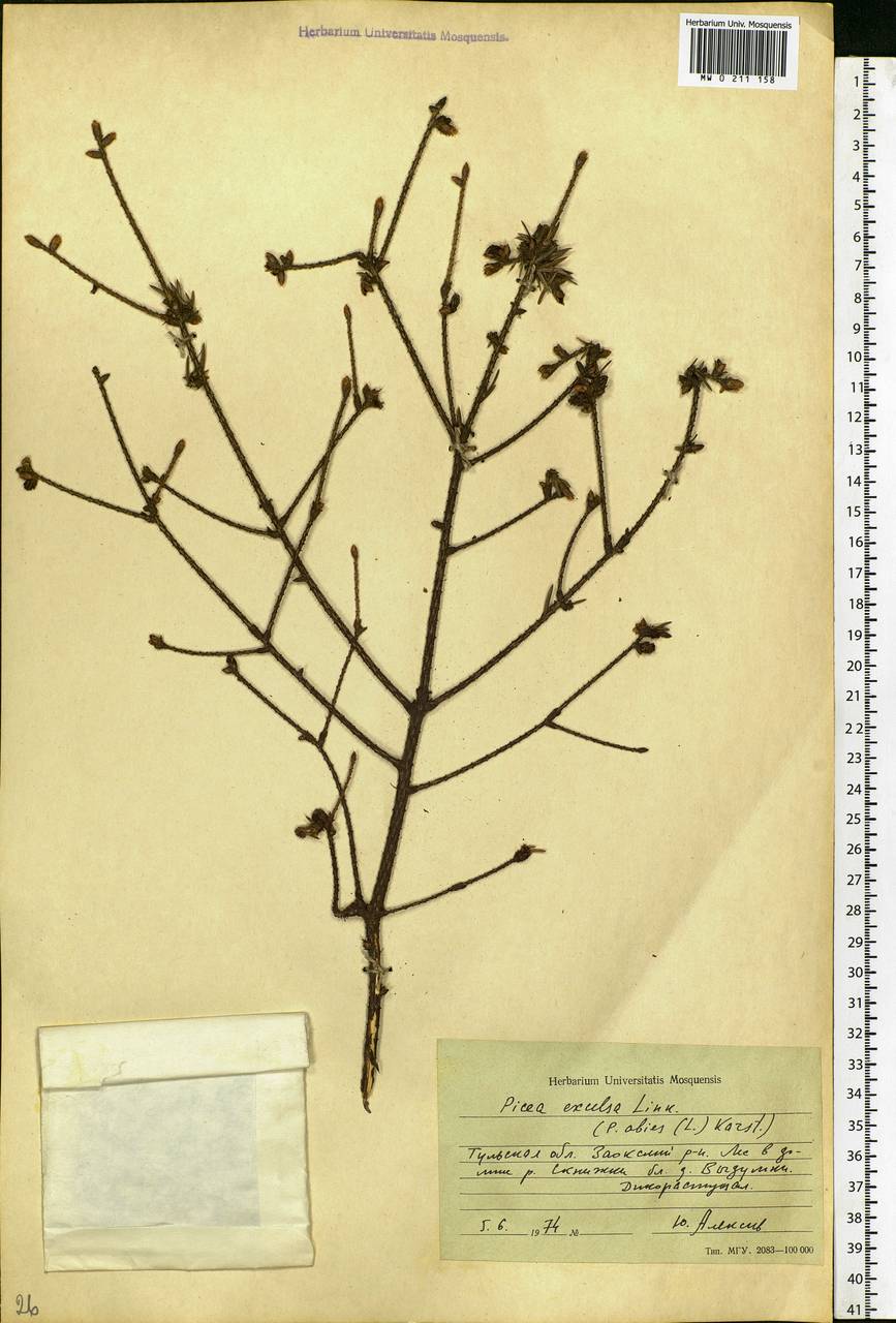 Picea abies (L.) H.Karst., Eastern Europe, Central region (E4) (Russia)