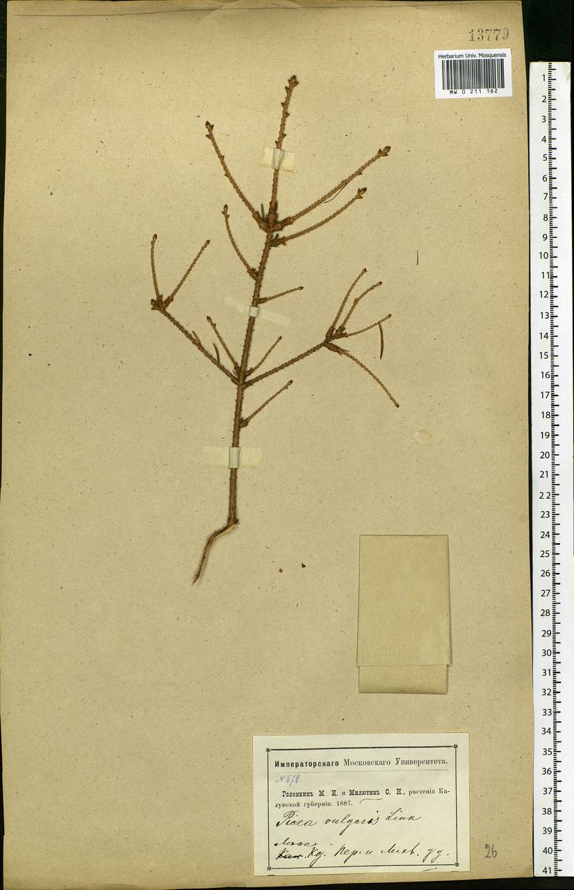 Picea abies (L.) H.Karst., Eastern Europe, Central region (E4) (Russia)