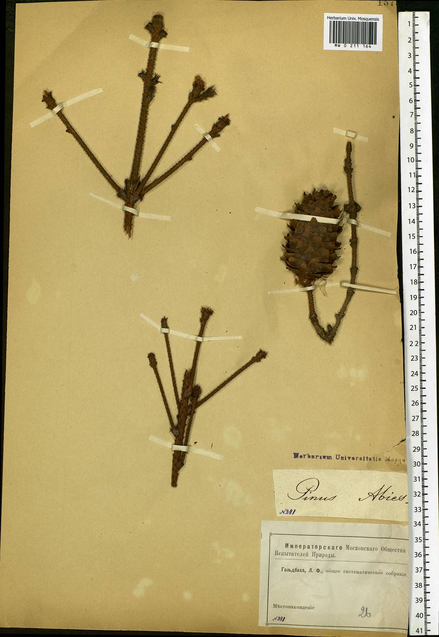 Picea abies (L.) H.Karst., Eastern Europe, Central region (E4) (Russia)