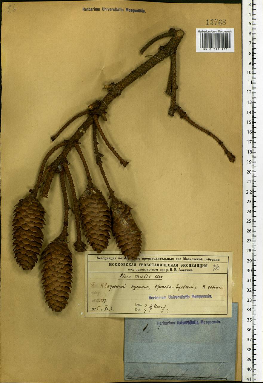 Picea abies (L.) H.Karst., Eastern Europe, Central region (E4) (Russia)