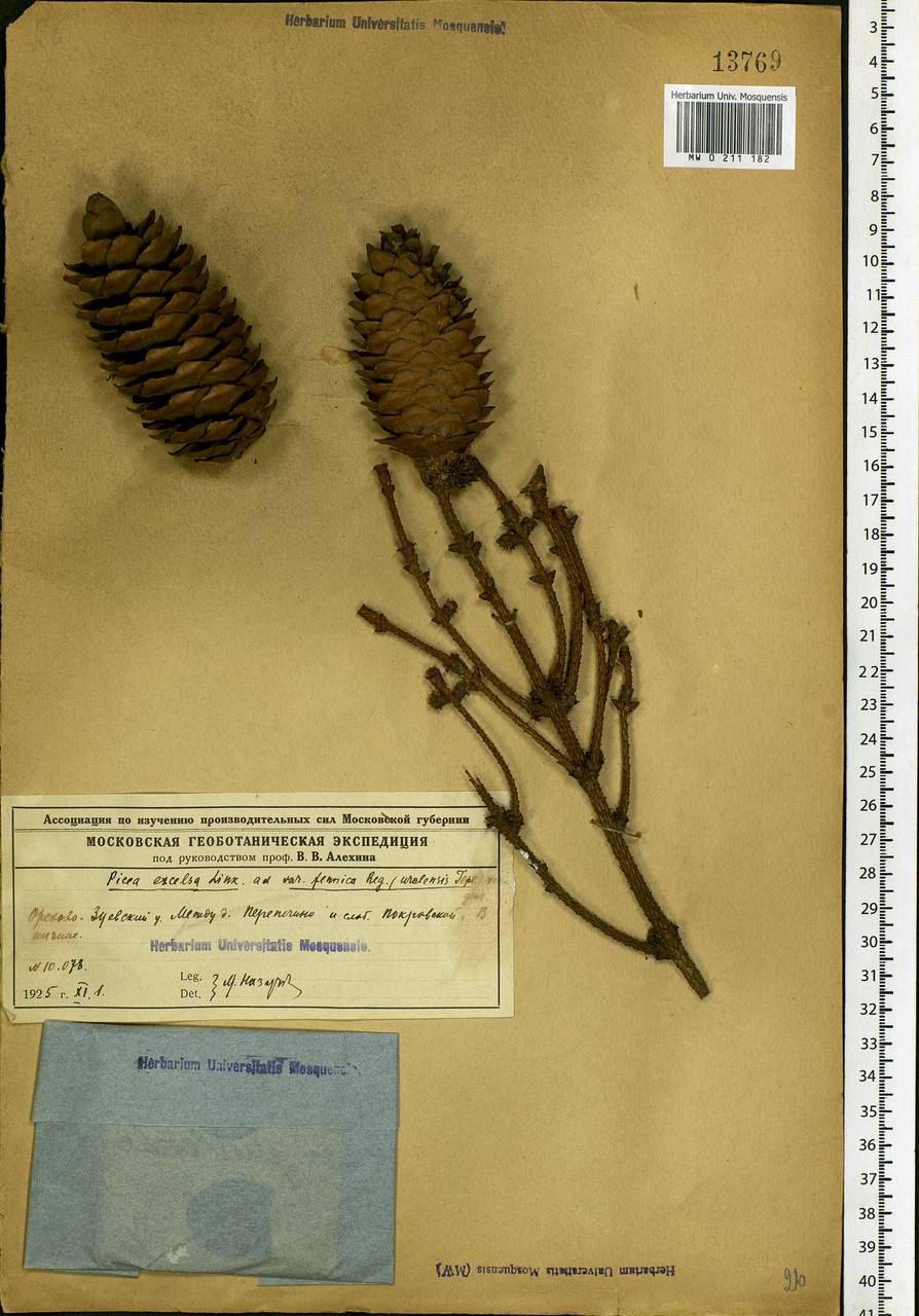 Picea abies (L.) H.Karst., Eastern Europe, Central region (E4) (Russia)