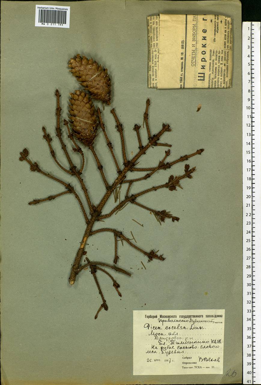 Picea abies (L.) H.Karst., Eastern Europe, Moscow region (E4a) (Russia)