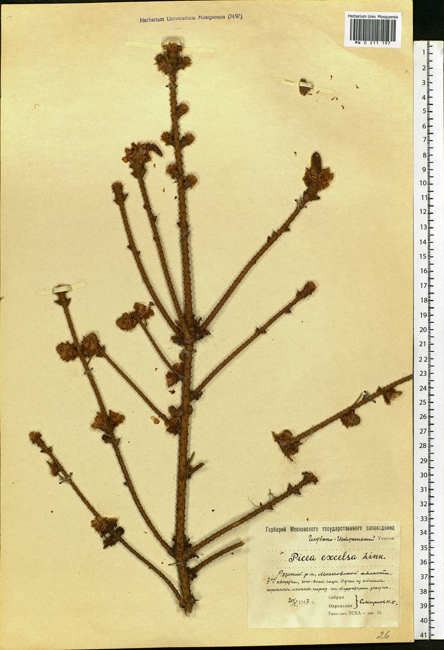 Picea abies (L.) H.Karst., Eastern Europe, Moscow region (E4a) (Russia)