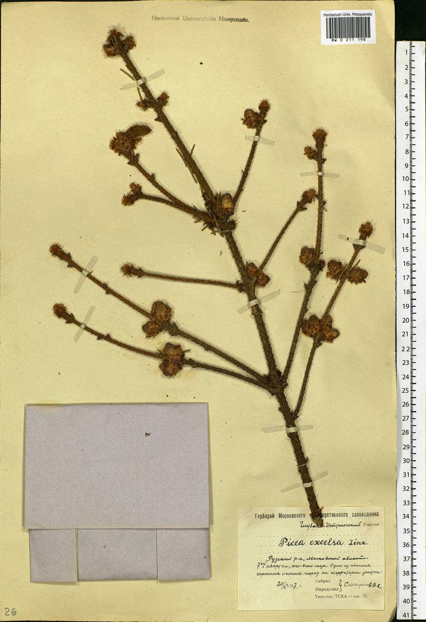 Picea abies (L.) H.Karst., Eastern Europe, Moscow region (E4a) (Russia)