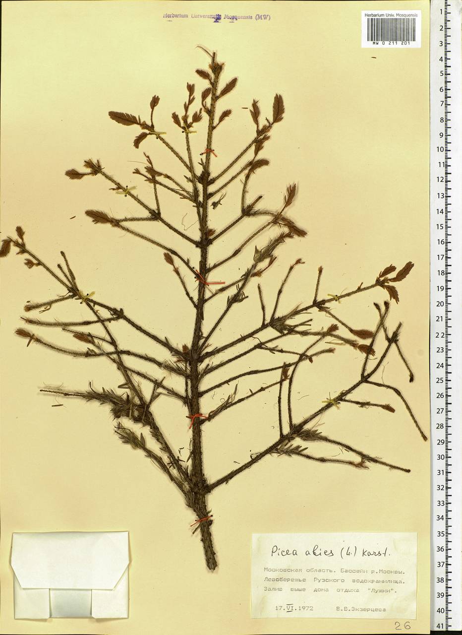 Picea abies (L.) H.Karst., Eastern Europe, Moscow region (E4a) (Russia)