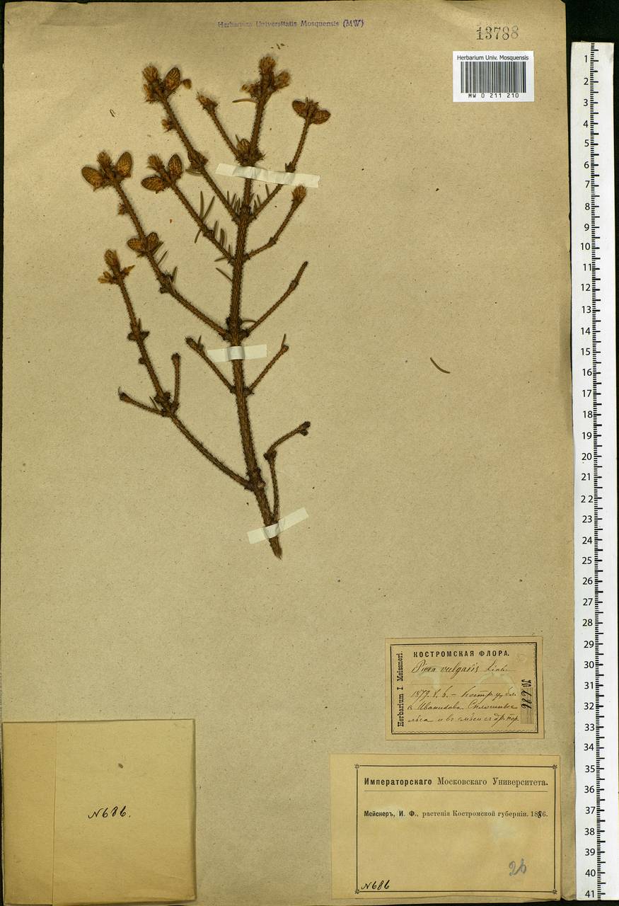 Picea abies (L.) H.Karst., Eastern Europe, Central forest region (E5) (Russia)