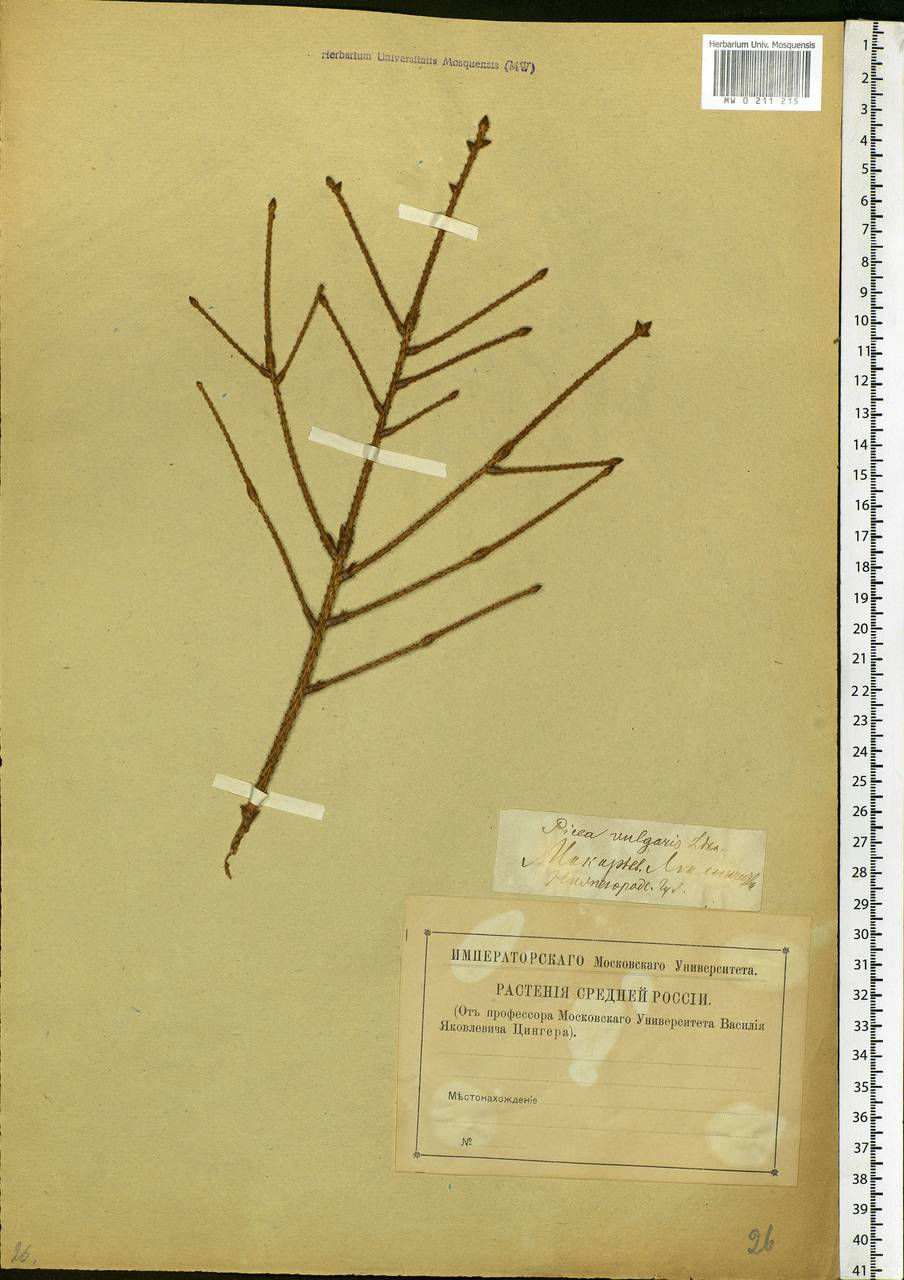 Picea abies (L.) H.Karst., Eastern Europe, Volga-Kama region (E7) (Russia)