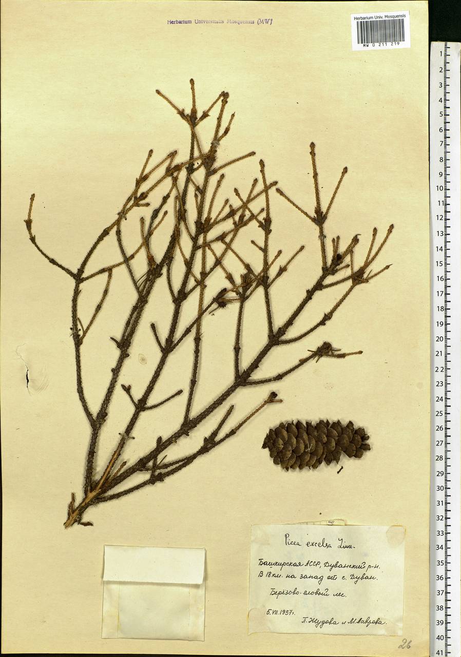 Picea abies (L.) H. Karst., Eastern Europe, Eastern region (E10) (Russia)