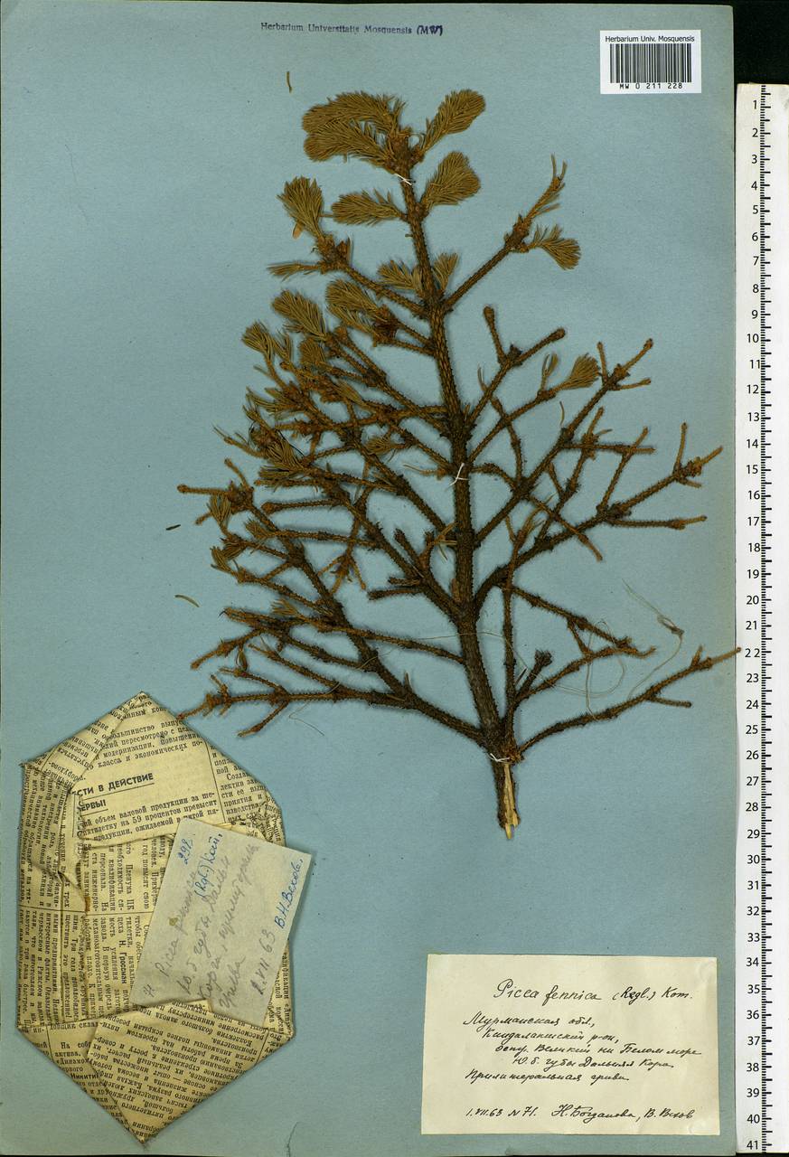 Picea fennica (Regel) Kom., Eastern Europe, Northern region (E1) (Russia)