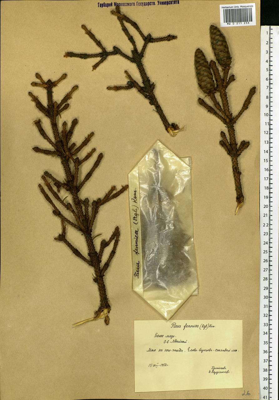 Picea fennica (Regel) Kom., Eastern Europe, Northern region (E1) (Russia)