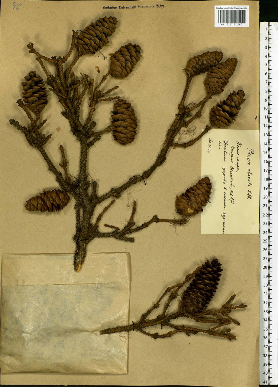 Picea obovata Ledeb., Eastern Europe, Northern region (E1) (Russia)