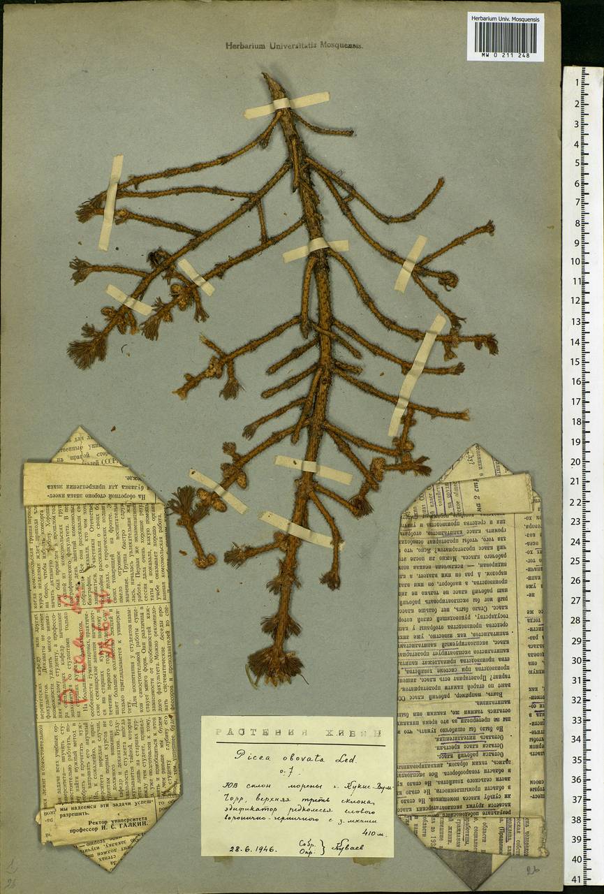 Picea obovata Ledeb., Eastern Europe, Northern region (E1) (Russia)