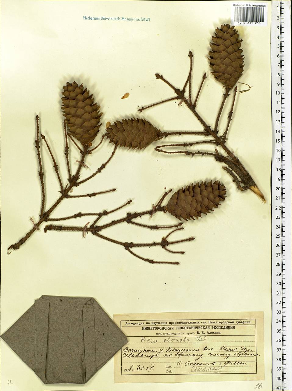 Picea obovata Ledeb., Eastern Europe, Central forest region (E5) (Russia)