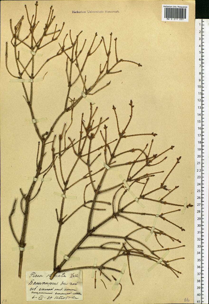 Picea obovata Ledeb., Eastern Europe, Eastern region (E10) (Russia)