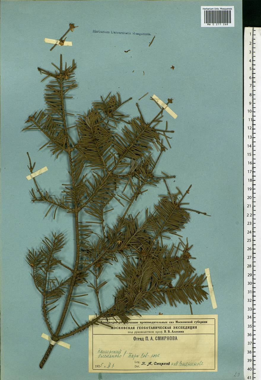 Abies, Eastern Europe, Central region (E4) (Russia)