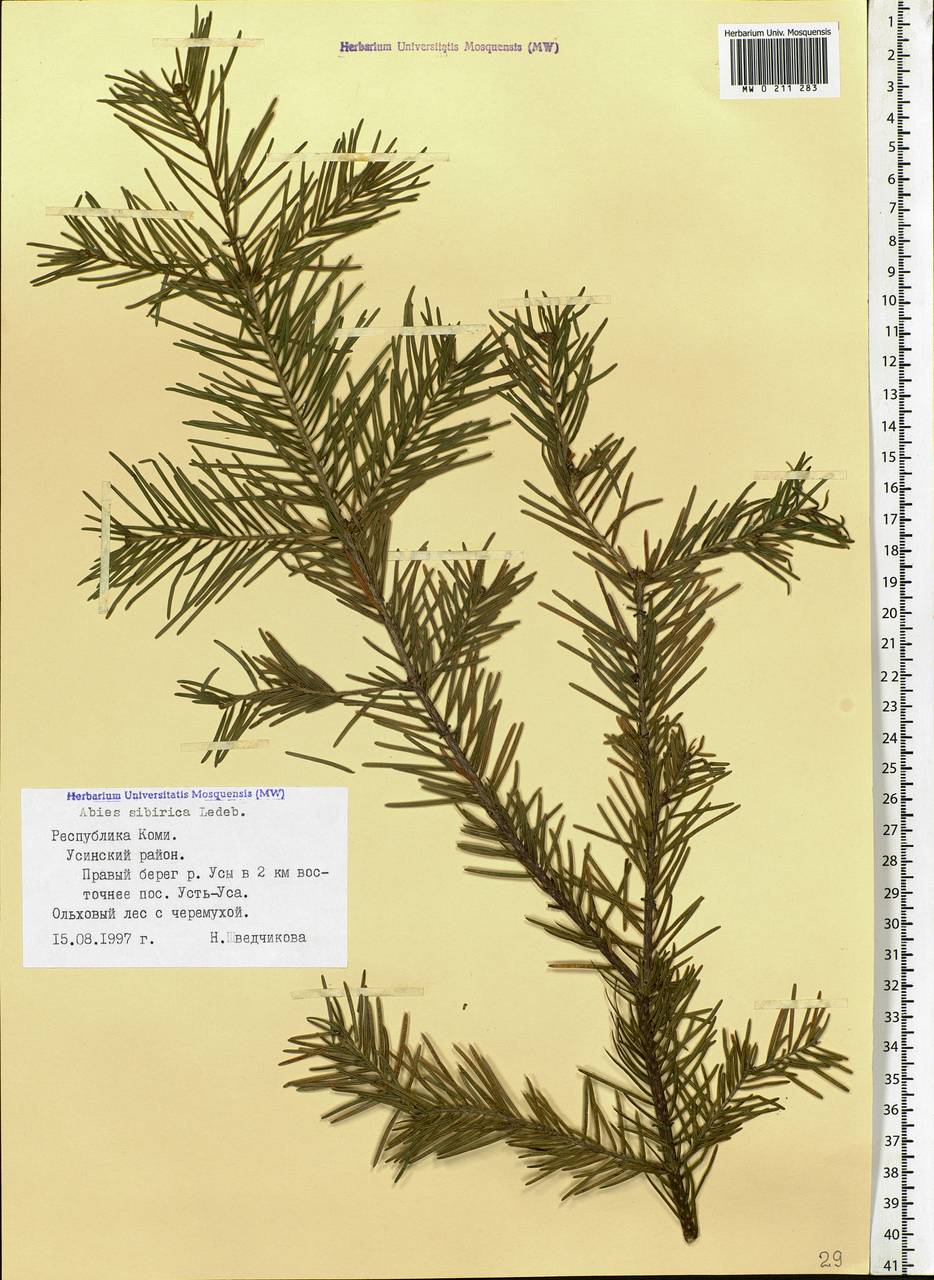 Abies sibirica Ledeb., Eastern Europe, Northern region (E1) (Russia)