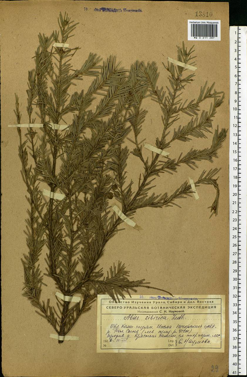 Abies sibirica Ledeb., Eastern Europe, Northern region (E1) (Russia)