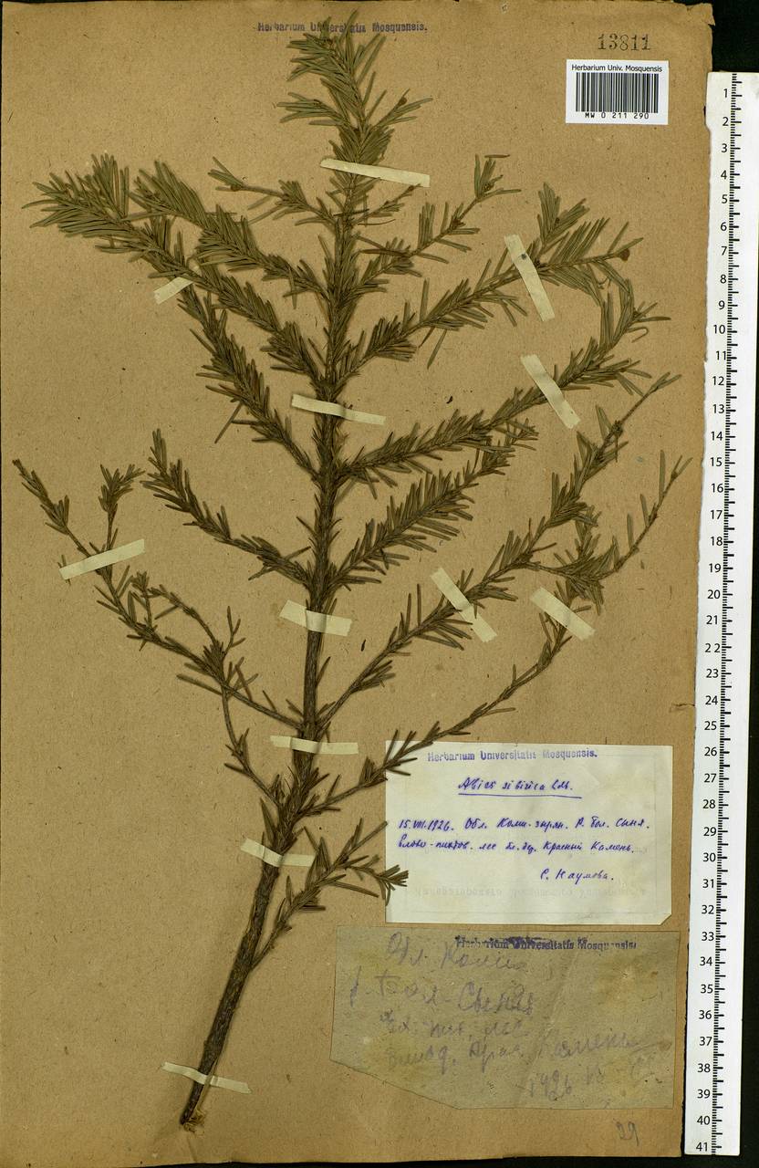 Abies sibirica Ledeb., Eastern Europe, Northern region (E1) (Russia)