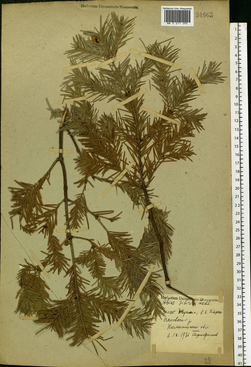 Abies sibirica Ledeb., Eastern Europe, North-Western region (E2) (Russia)