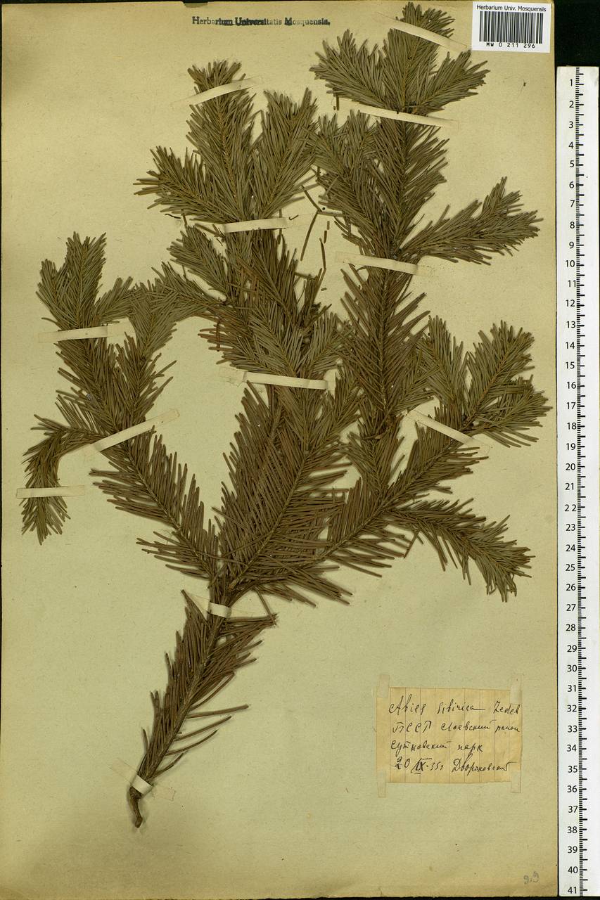 Abies sibirica Ledeb., Eastern Europe, Belarus (E3a) (Belarus)