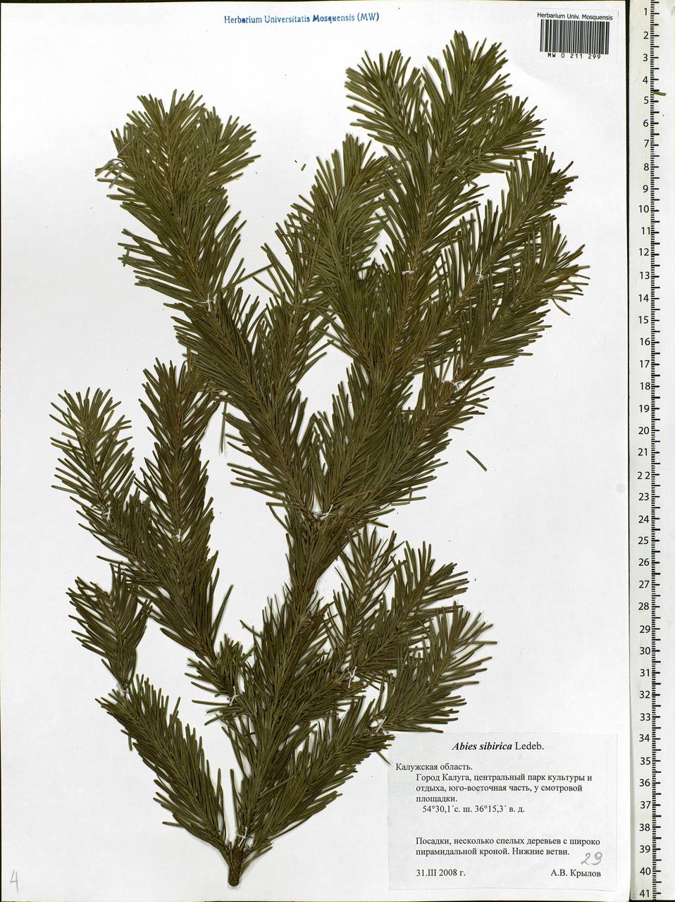 Abies sibirica Ledeb., Eastern Europe, Central region (E4) (Russia)