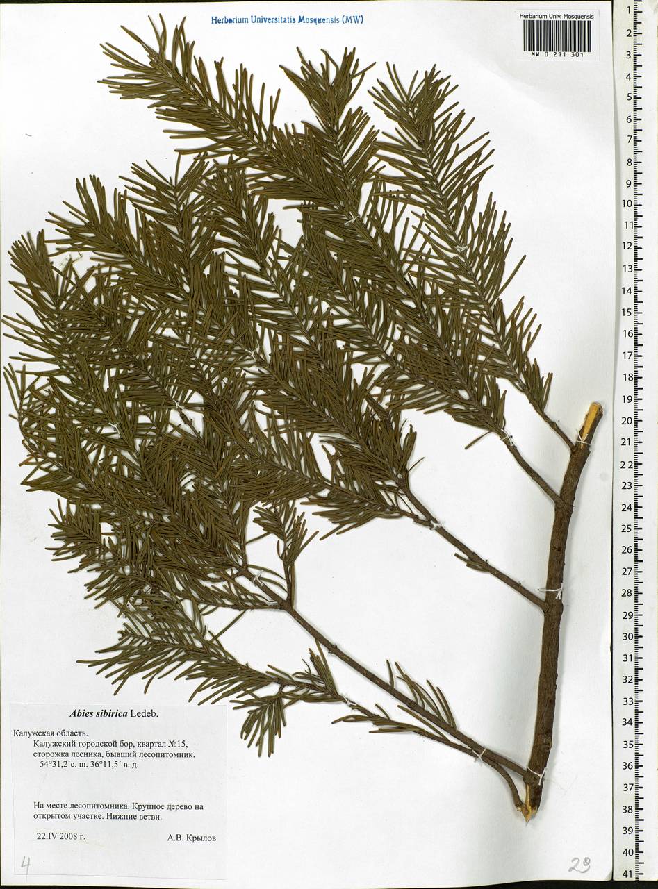 Abies sibirica Ledeb., Eastern Europe, Central region (E4) (Russia)