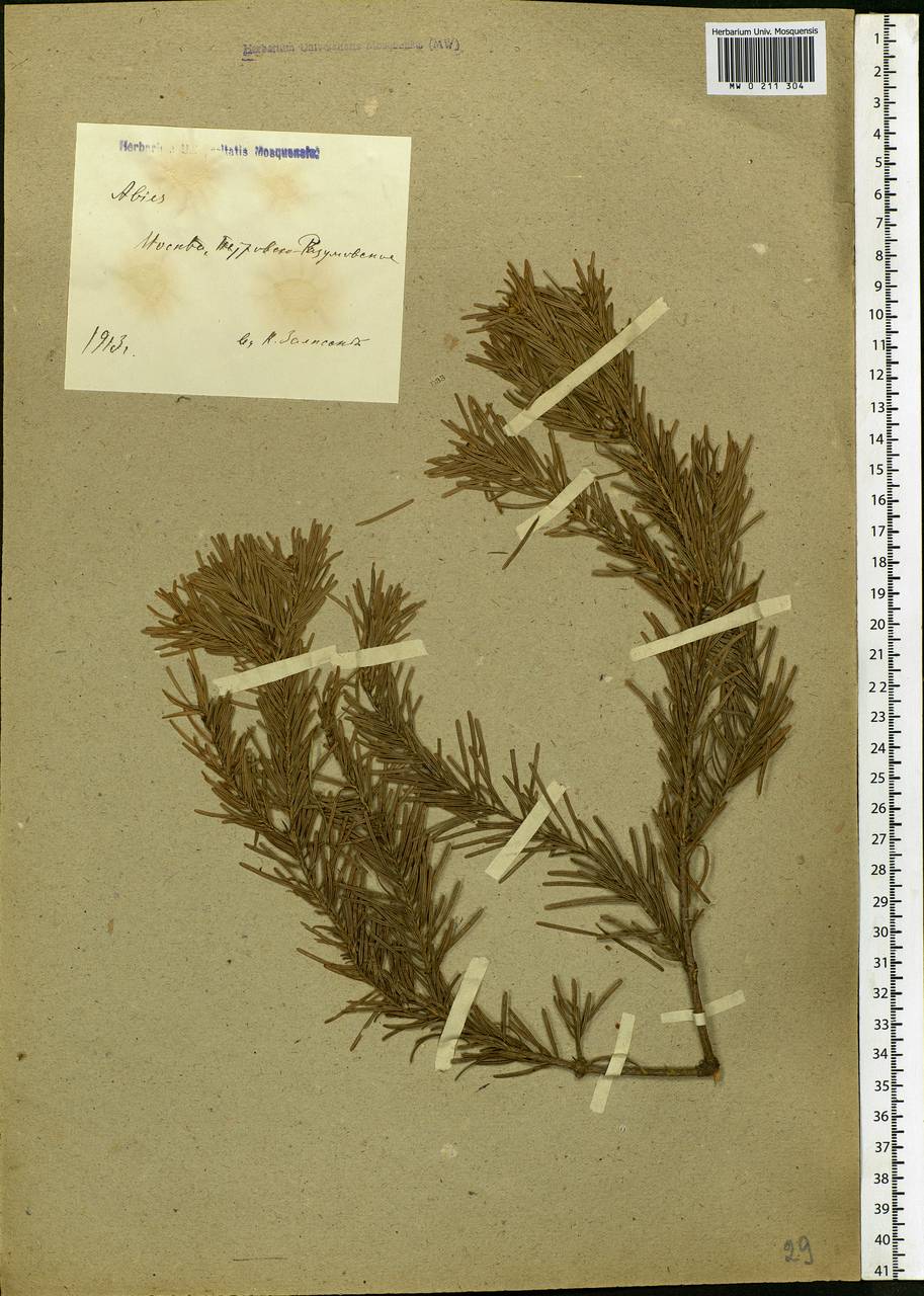 Abies sibirica Ledeb., Eastern Europe, Moscow region (E4a) (Russia)