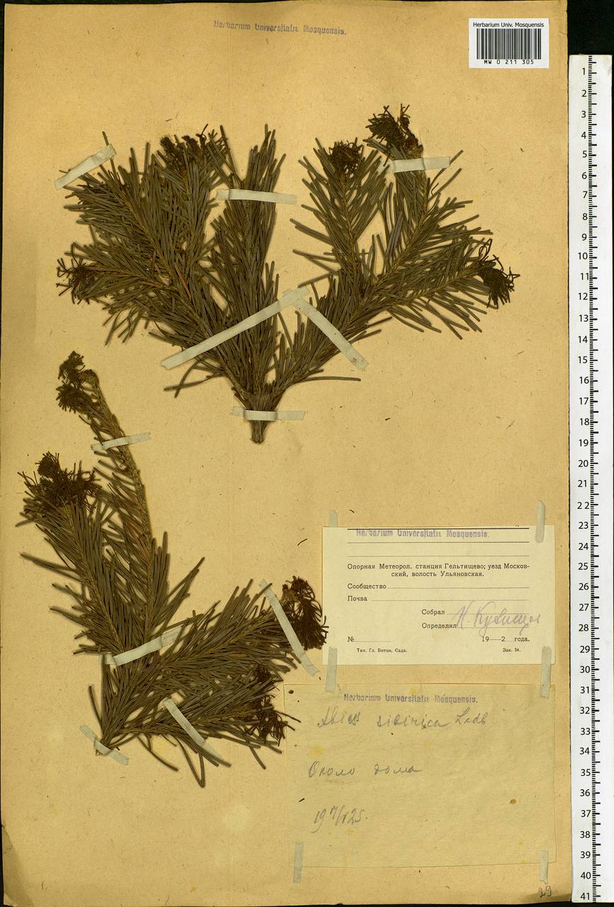 Abies sibirica Ledeb., Eastern Europe, Moscow region (E4a) (Russia)