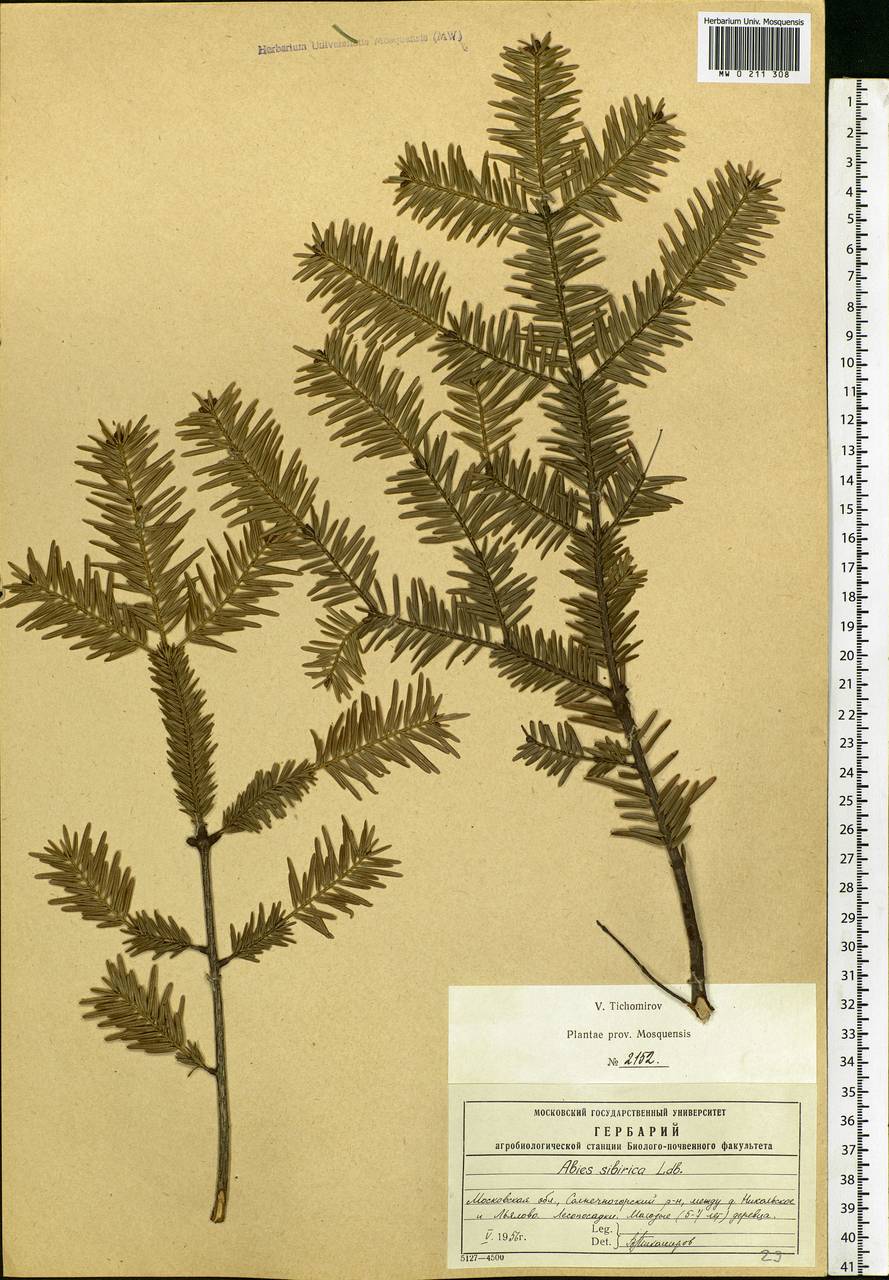 Abies sibirica Ledeb., Eastern Europe, Moscow region (E4a) (Russia)