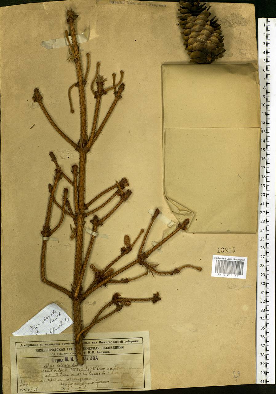 Picea obovata Ledeb., Eastern Europe, Central forest region (E5) (Russia)
