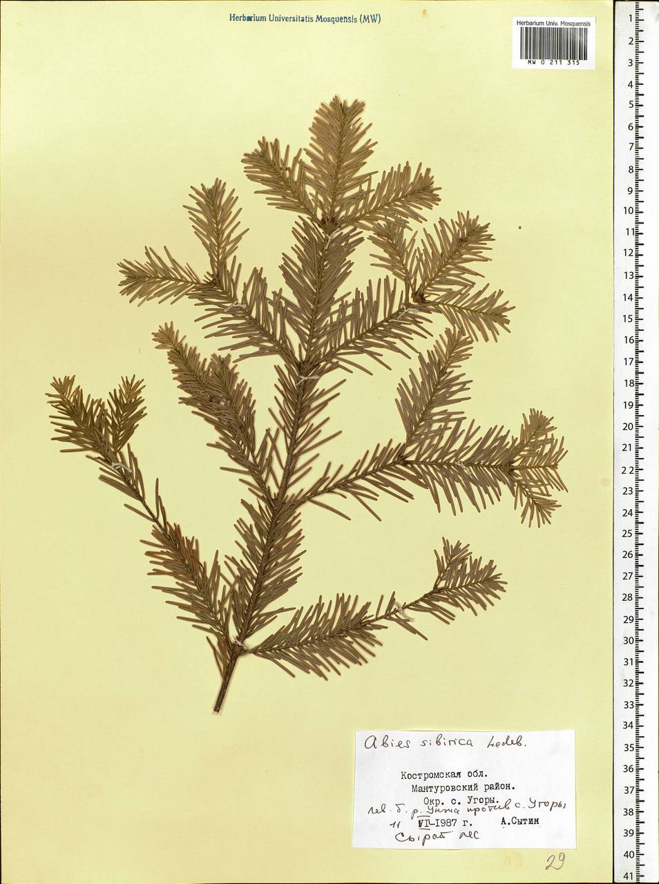 Abies sibirica Ledeb., Eastern Europe, Central forest region (E5) (Russia)