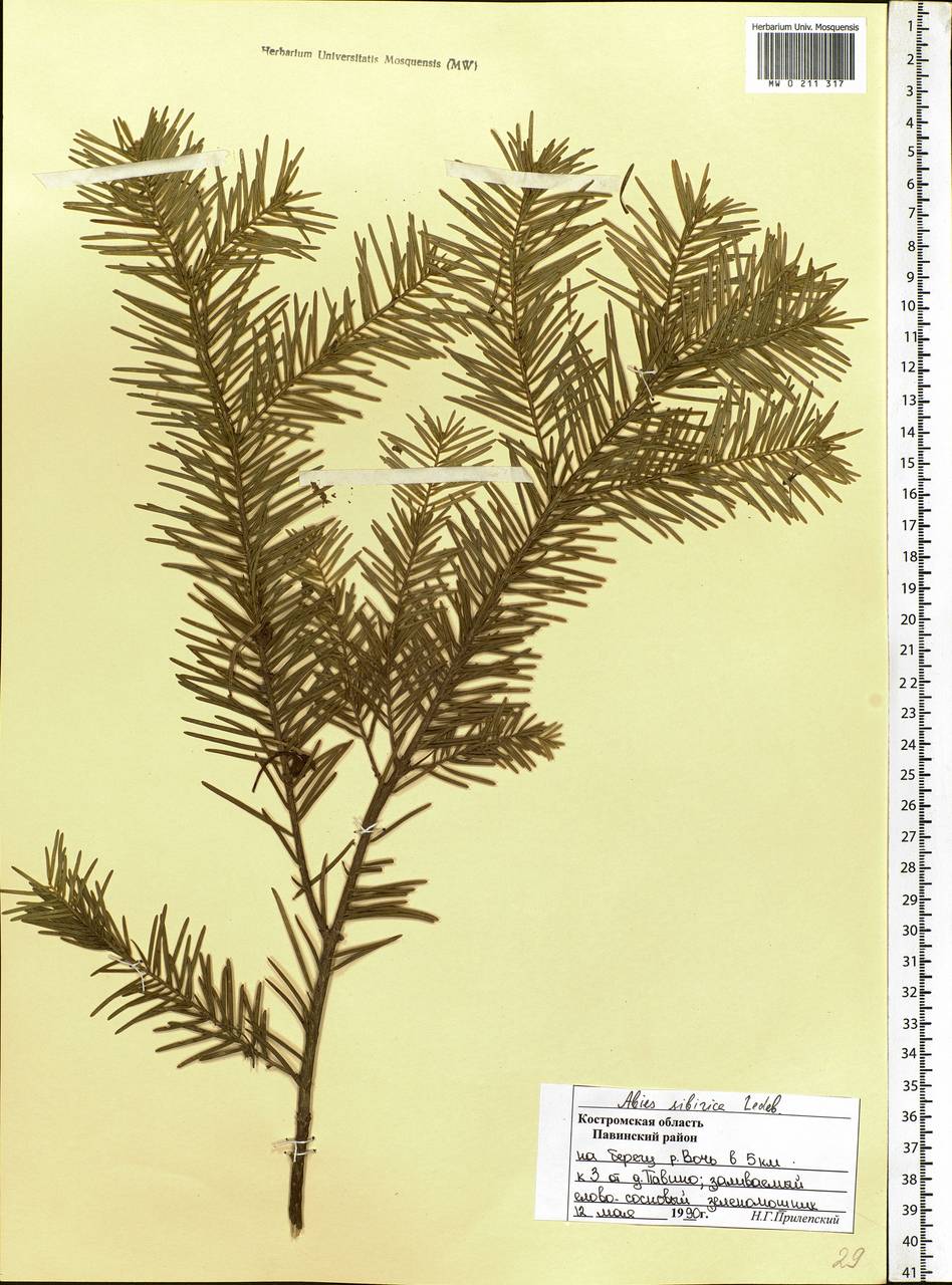 Abies sibirica Ledeb., Eastern Europe, Central forest region (E5) (Russia)