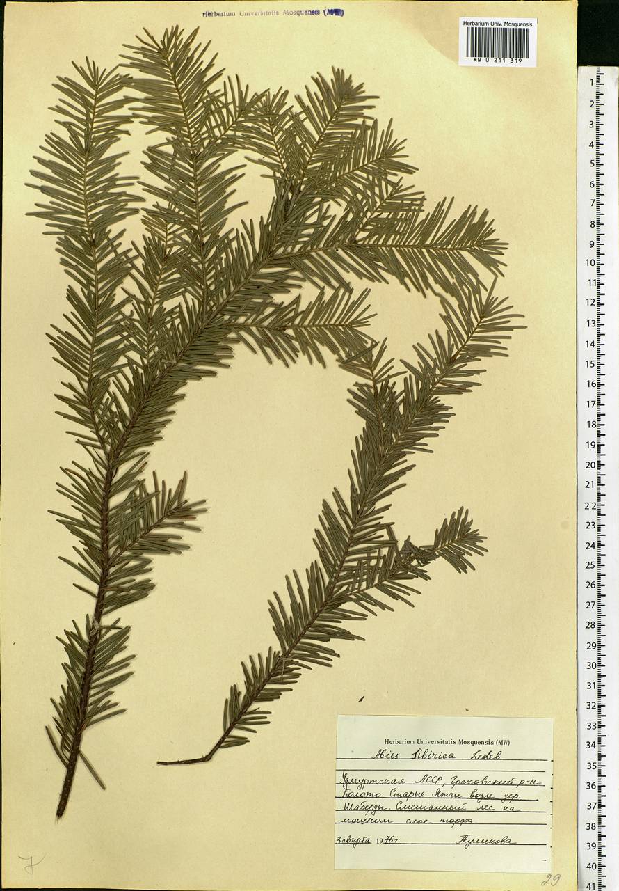 Abies sibirica Ledeb., Eastern Europe, Volga-Kama region (E7) (Russia)