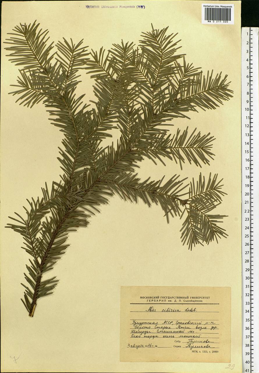 Abies sibirica Ledeb., Eastern Europe, Volga-Kama region (E7) (Russia)