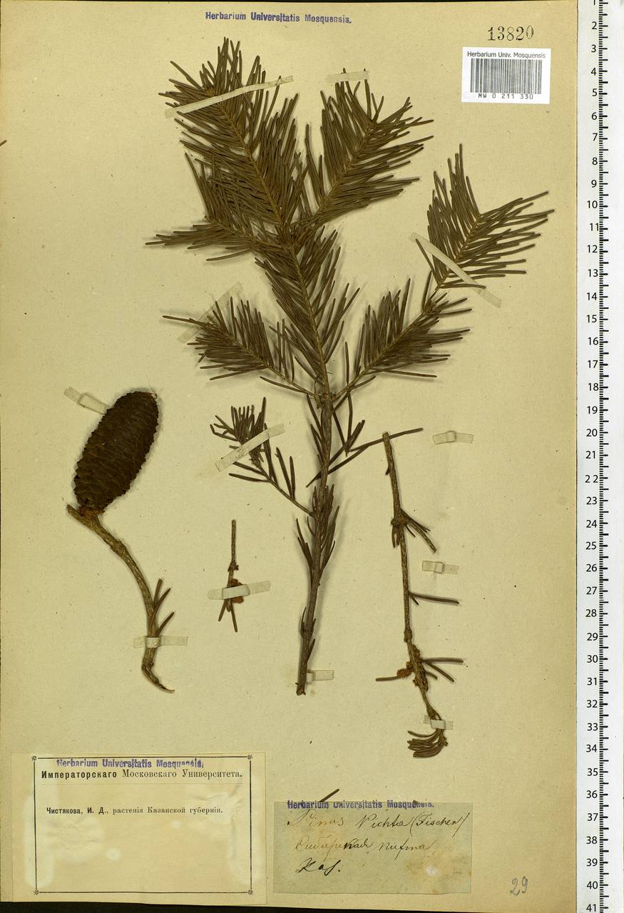 Abies sibirica Ledeb., Eastern Europe, Middle Volga region (E8) (Russia)