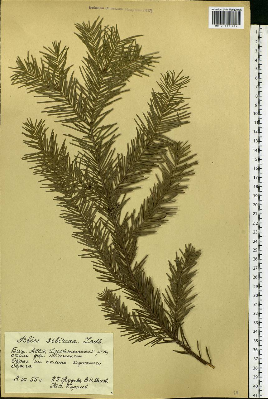 Abies sibirica Ledeb., Eastern Europe, Eastern region (E10) (Russia)
